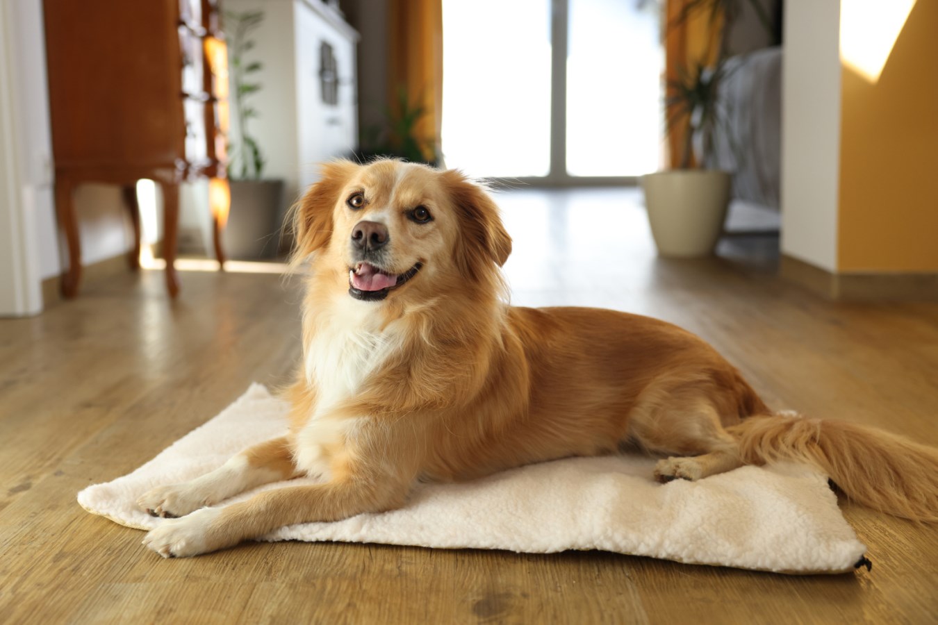 Pes na thermo podložce Theo